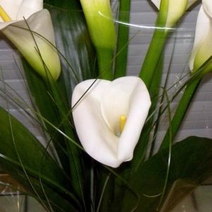 Meet your Posher, Paula